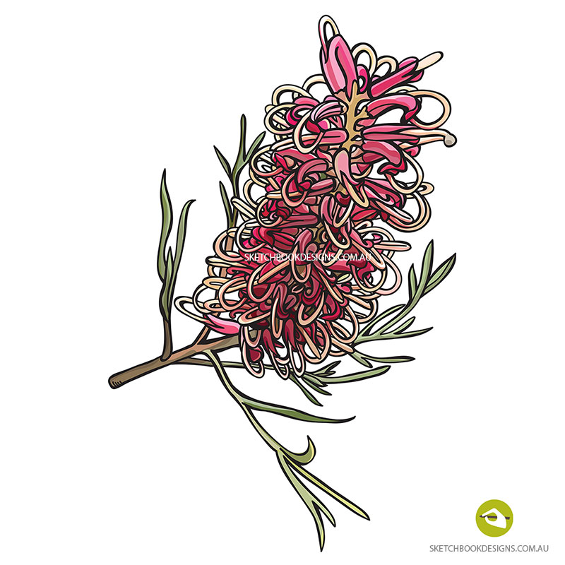 Download Grevillea Australian Native Wildflower Vector Illustration ...