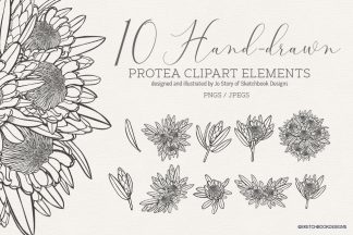 10 hand drawn Protea clipart elements